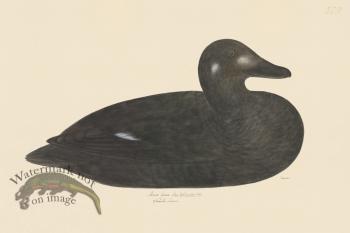 Rudbeck CFA 259 White winged Scoter